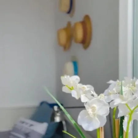 Medusalina-levante *