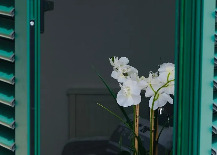 Medusalina-levante *